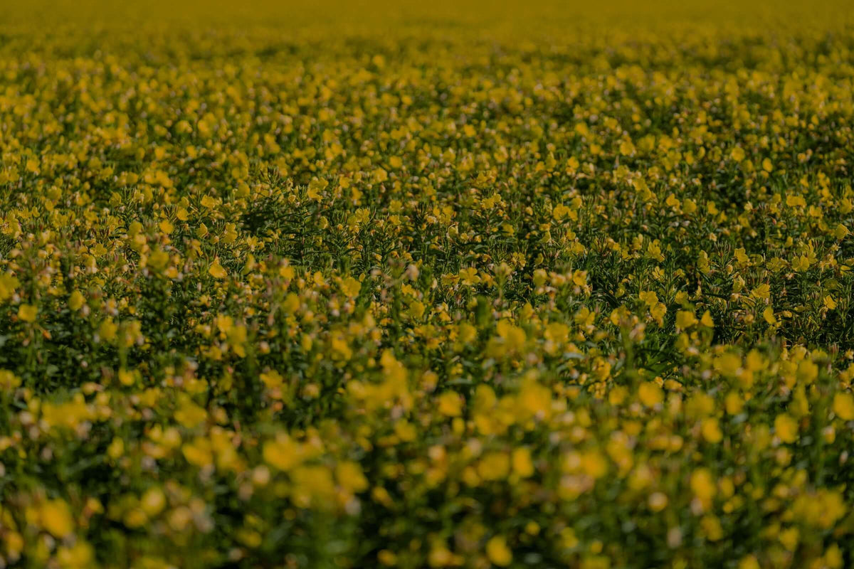 Field of yellow flowers with a blurred background